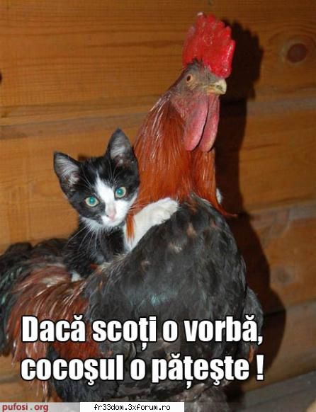 Note pentru poze - Nyan -fucking- Kat! - Jocuri