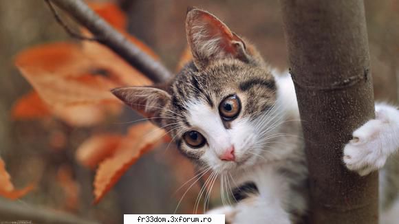 Note pentru poze - Nyan -fucking- Kat! - Jocuri