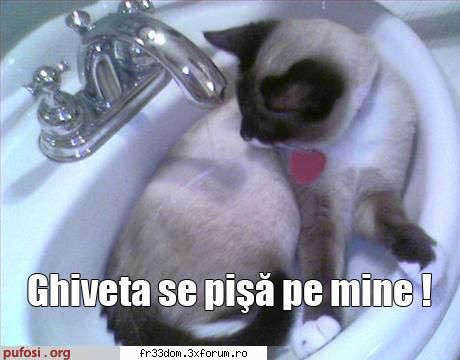 Poze amuzante - Nyan -fucking- Kat! - Diverse poze