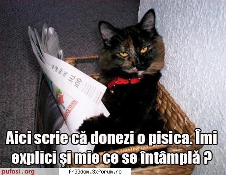 Poze amuzante - Nyan -fucking- Kat! - Diverse poze