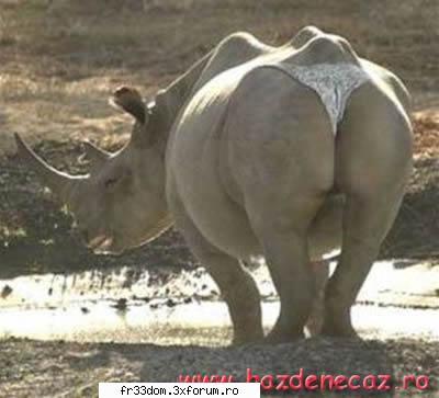 Poze amuzante - ionela - Diverse poze