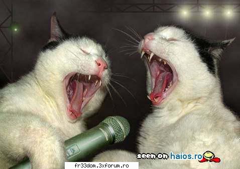 Poze amuzante - miau miau miau..........miiiiiiiiiiiiaaaaaaaaaaaau - Diverse poze