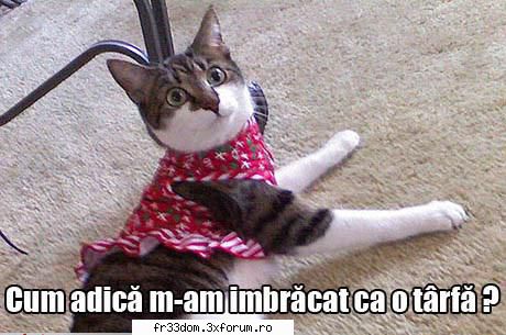 :zzz: poze amuzante