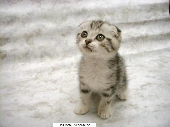 Poze cu animale - Smiley - Diverse poze