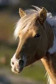 Poze cu animale - ionela - Diverse poze