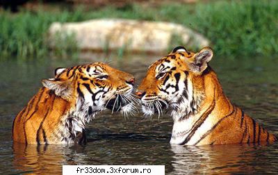 Poze cu animale - ionela - Diverse poze