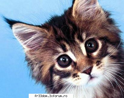 Poze cu animale - ooo ce scumpik` e` - Diverse poze