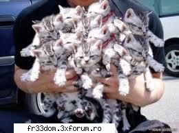 Poze cu animale - doamne cati puisori - Diverse poze