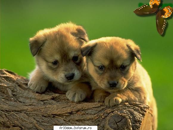 Poze cu animale - ionela - Diverse poze