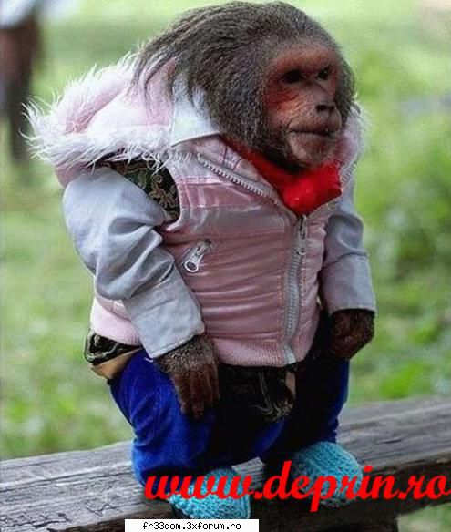 Poze cu animale - ionela - Diverse poze