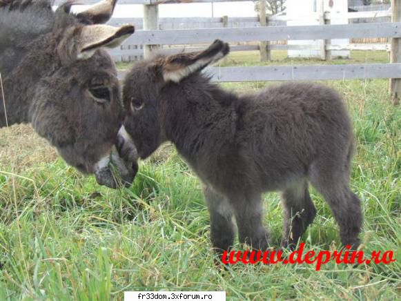 Poze cu animale - ionela - Diverse poze