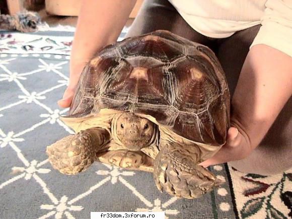 Poze cu animale - ionela - Diverse poze
