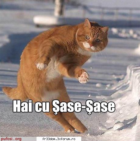 Poze cu animale - ionela - Diverse poze