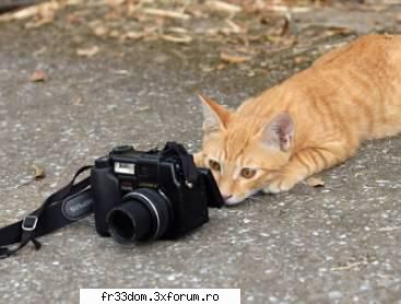 Poze cu animale - ionela - Diverse poze