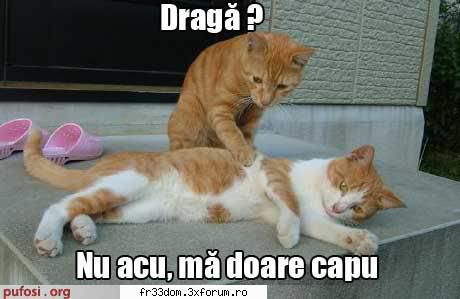 Poze cu animale - ionela - Diverse poze