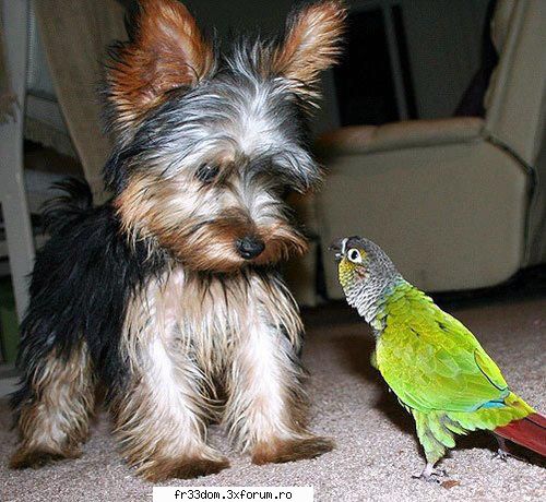 Poze cu animale - ionela - Diverse poze