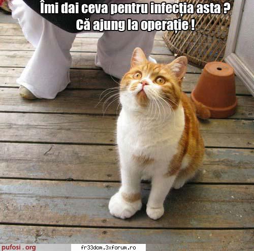 Poze cu animale - ionela - Diverse poze