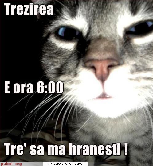 Poze cu animale - ionela - Diverse poze