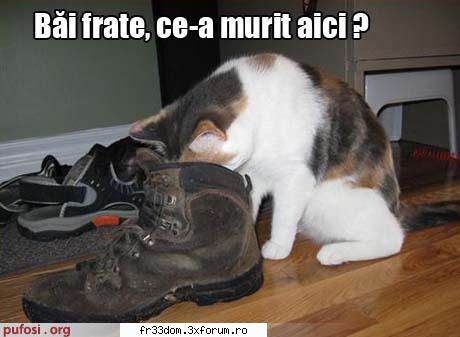 Poze cu animale - ionela - Diverse poze