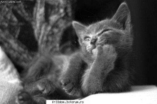 Poze cu animale - ionela - Diverse poze